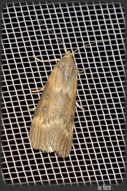 Galleriinae
