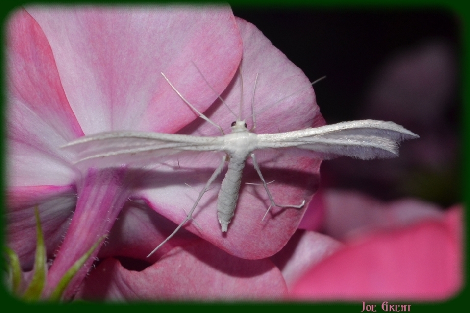 Pterophorus pentadactyla - fehér tollasmoly