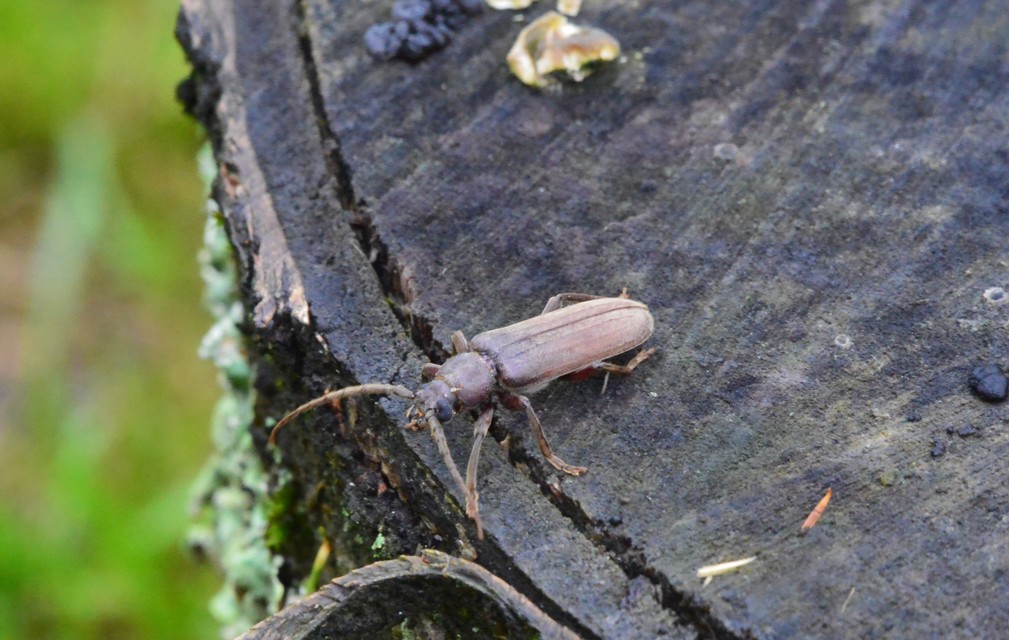 Arhopalus rusticus - gödrösnyakú cincér