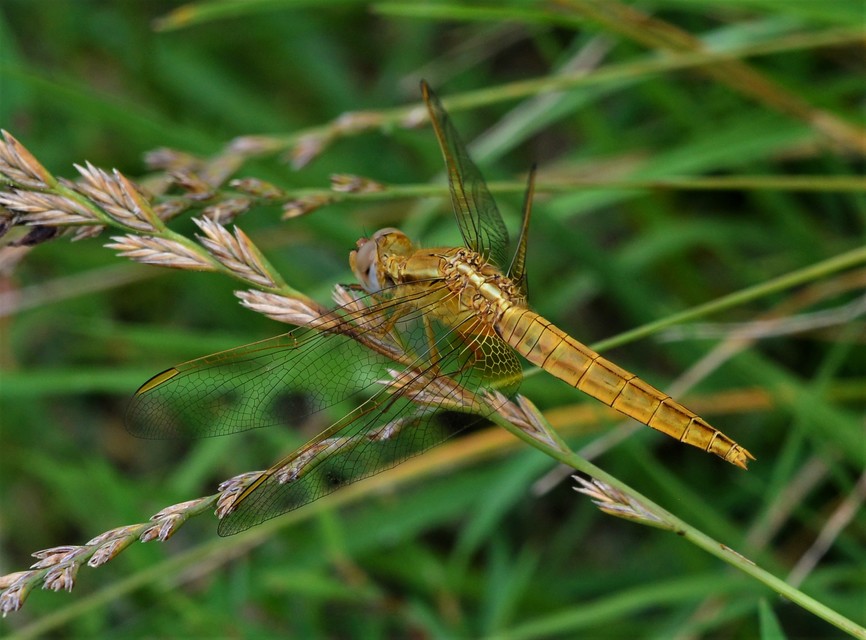 Crocothemis erythraea - skarlát szitakötő