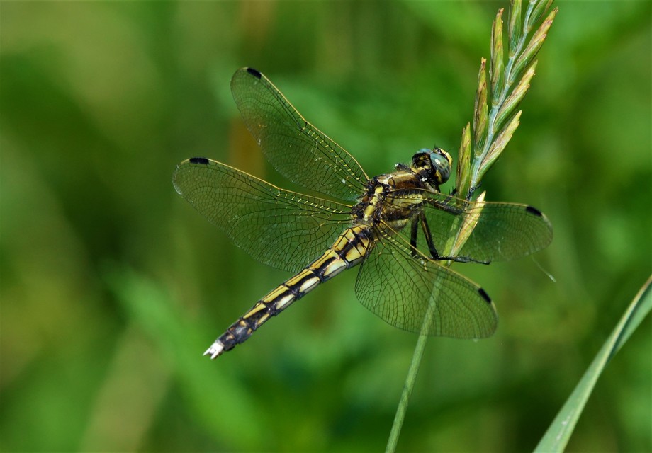 Orthetrum albistylum - fehérfarkú pásztorszitakötő