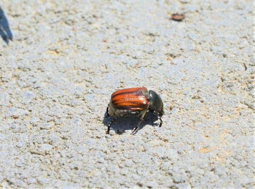 Anisoplia tempestiva - gabonaszipoly