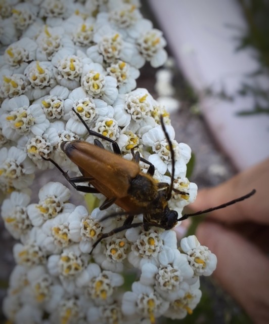 Stictoleptura fulva - vörhenyes virágcincér Stictoleptura fulva - vörhenyes virágcincér