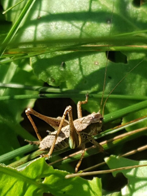 Pholidoptera griseoaptera - szürke avarszöcske