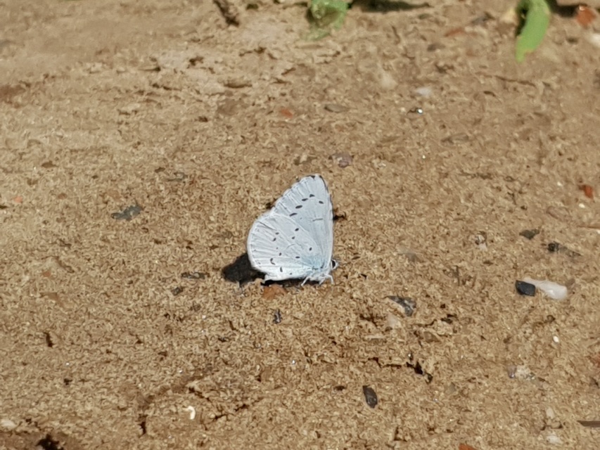 Celastrina argiolus - bengeboglárka