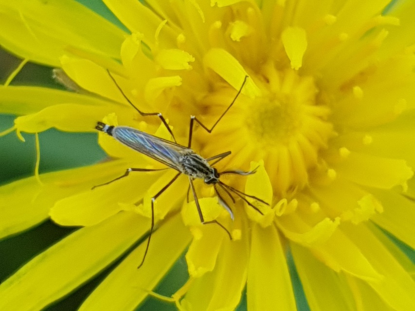 Culicidae - csípőszúnyogok