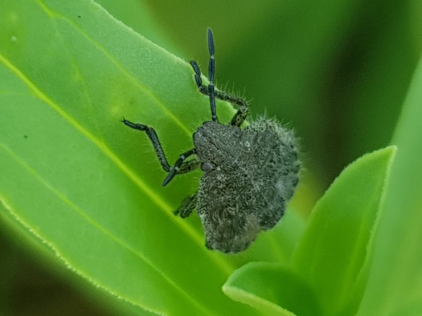 Dolycoris baccarum - közönséges bogyómászó-poloska