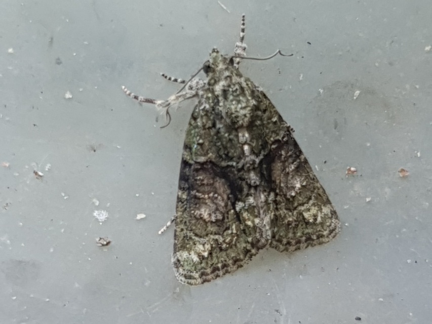 Cryphia algae - sárgászöld zuzmóbagoly