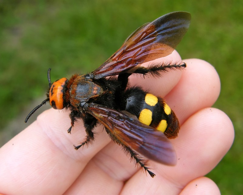 Megascolia maculata - óriás-tőrösdarázs
