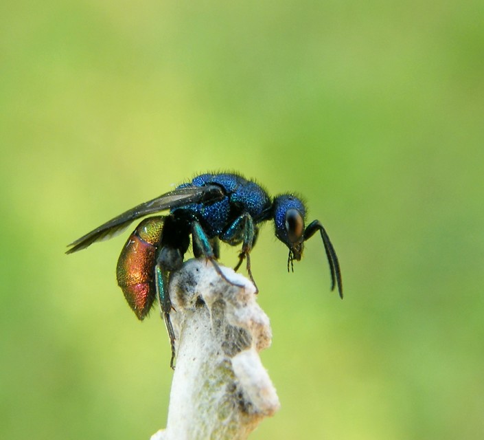 Chrysididae - fémdarazsak