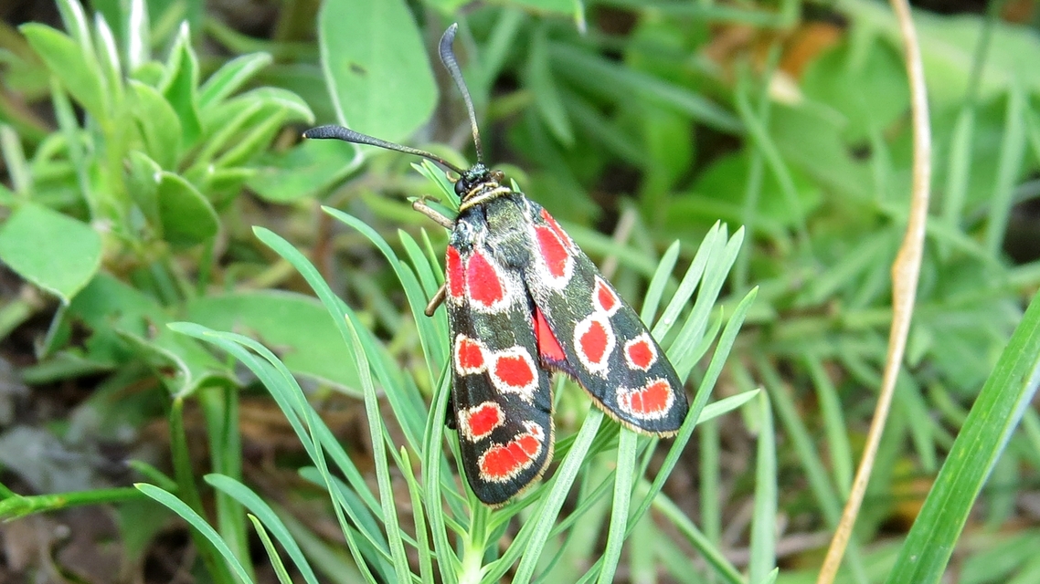 Zygaena carniolica - fehérgyűrűs csüngőlepke