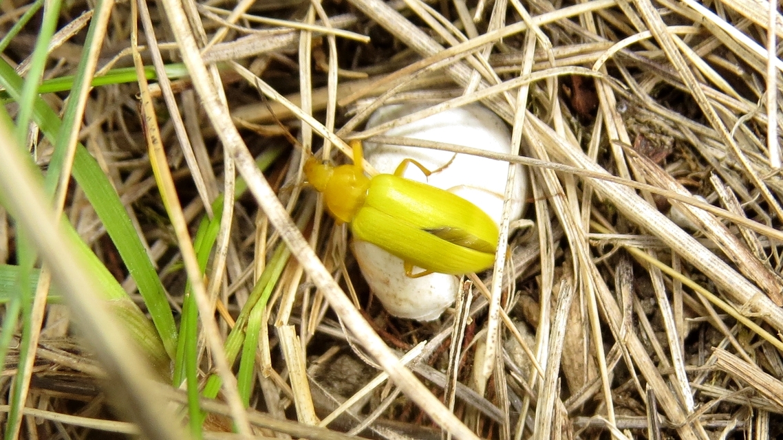 Cteniopus sulphureus - közönséges kénbogár Cteniopus sulphureus - közönséges kénbogár
