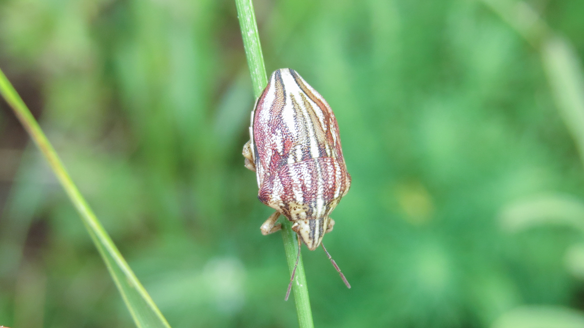 Odontotarsus purpureolineatus - tarka pajzsospoloska