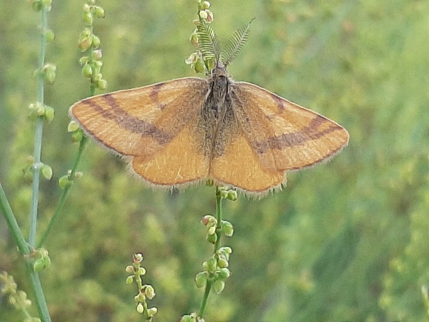 Lythria cruentaria - bíborcsíkos araszoló