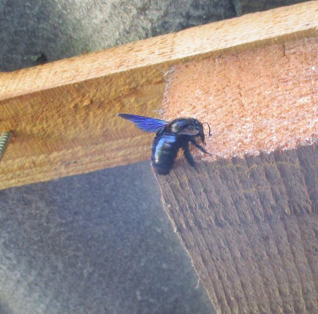 Xylocopa
