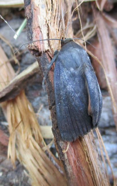 Amphipyra livida - zsírfényű bagoly