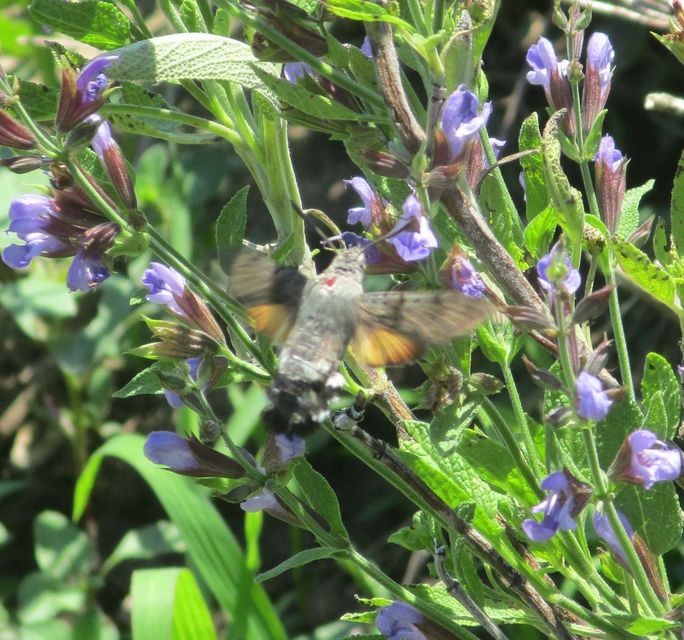 Macroglossum stellatarum - kacsafarkú szender
