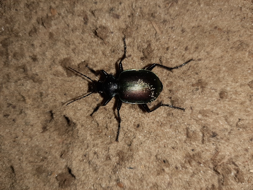 Calosoma sycophanta - aranyos bábrabló