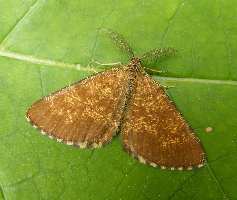 Ematurga atomaria - barna rétiaraszoló
