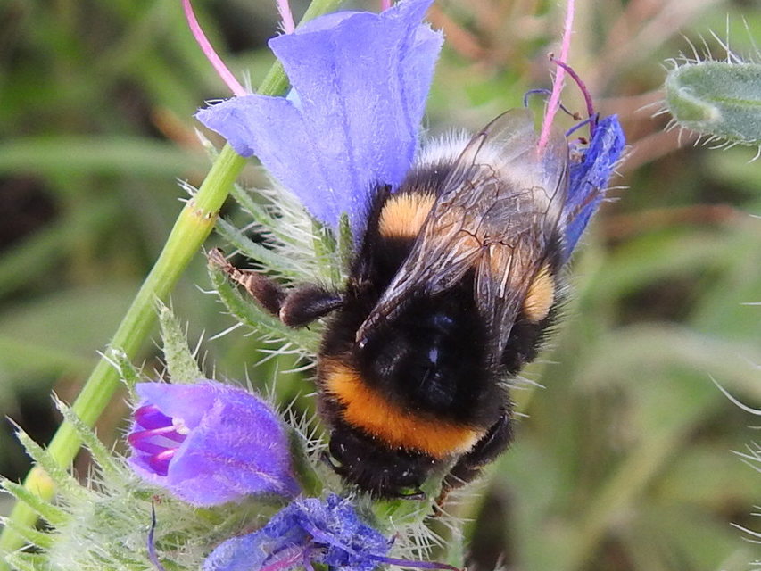 Bombus terrestris/lucorum