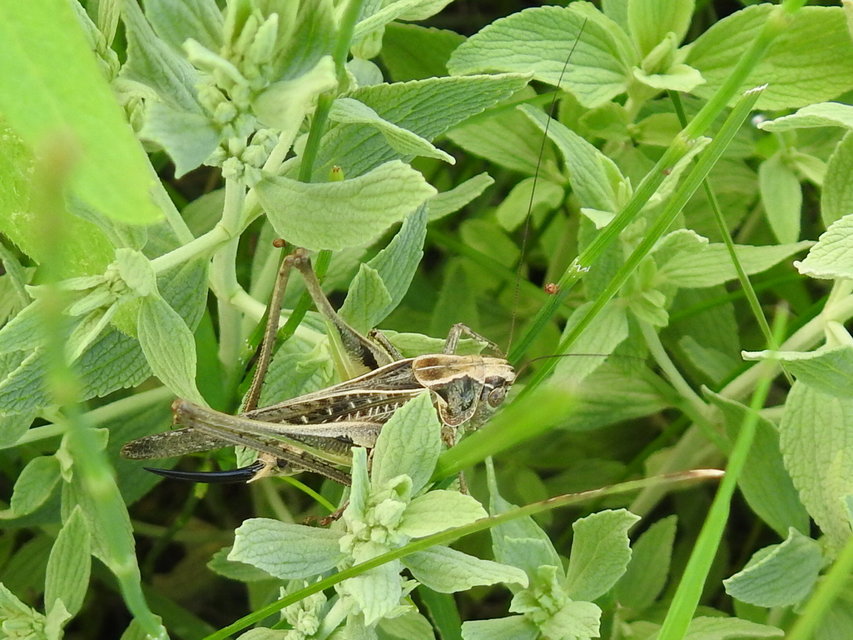 Platycleis affinis - púposhasú rétiszöcske