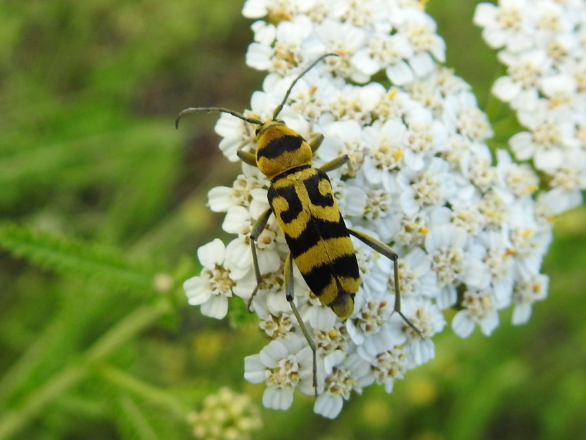 Chlorophorus varius - díszes darázscincér