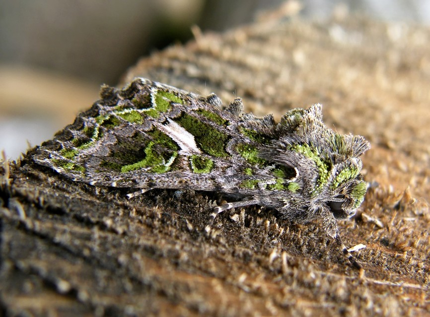 Trachea atriplicis - nyári zöldbagoly