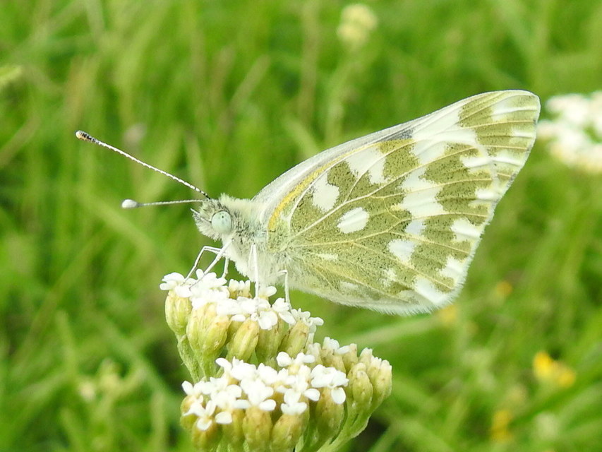 Pontia edusa - rezedalepke