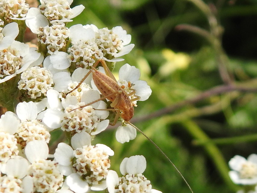 Oecanthus pellucens - pirregőtücsök
