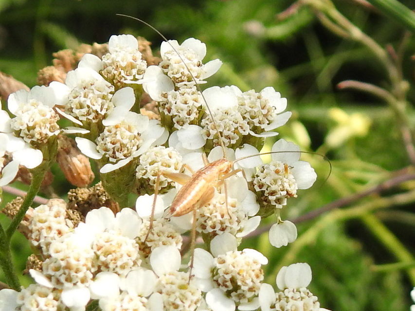 Oecanthus pellucens - pirregőtücsök