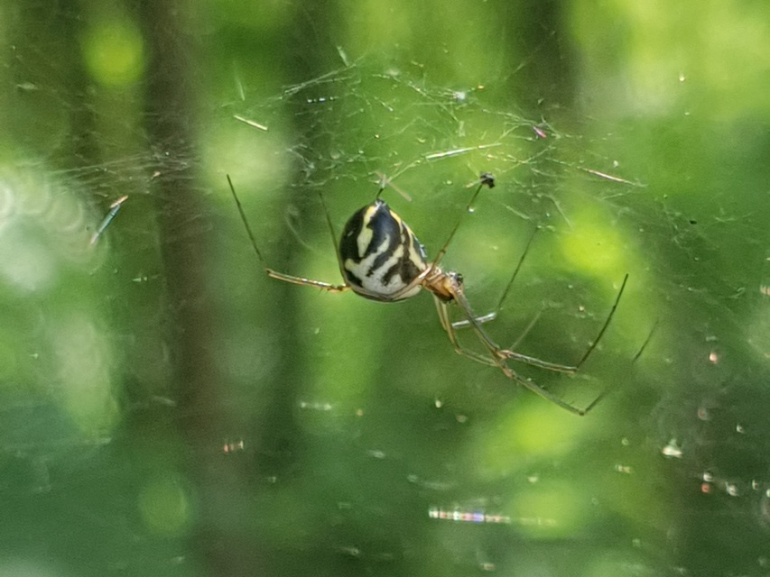 Linyphiidae - vitorláspókok
