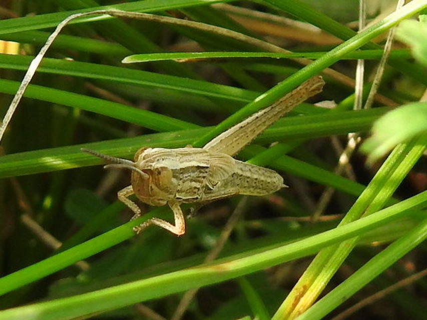 Euchorthippus