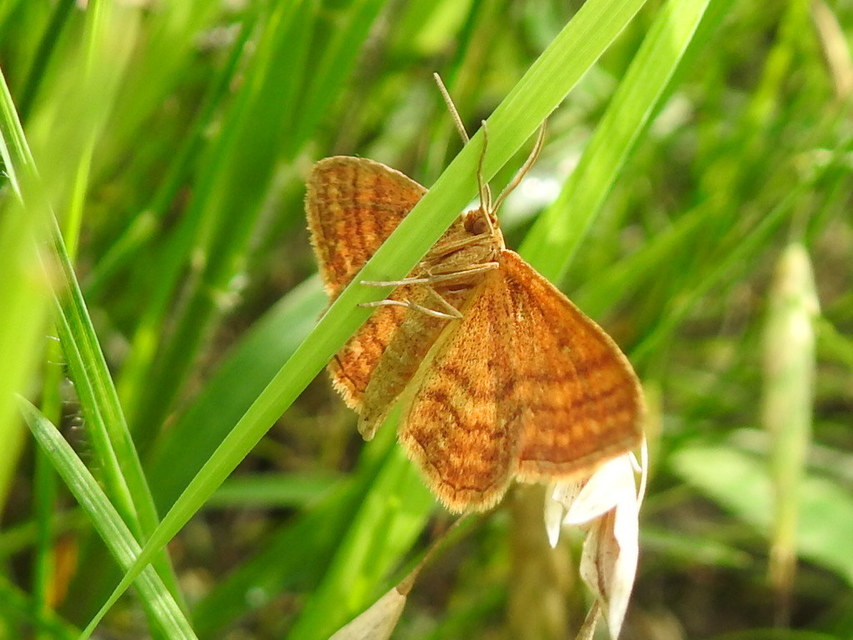Idaea ochrata - okkerszínű sávosaraszoló