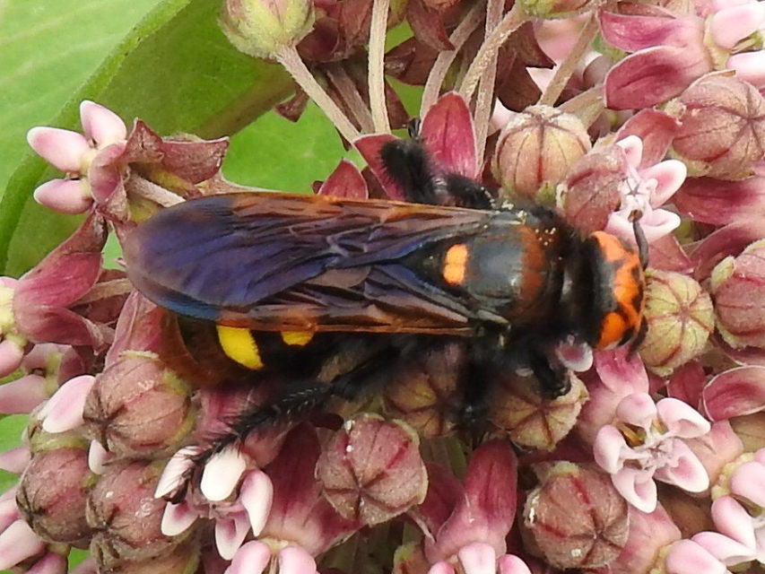 Megascolia maculata - óriás-tőrösdarázs