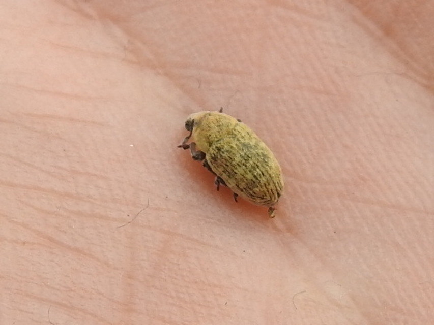 Larinus minutus - aprópúderbarkó