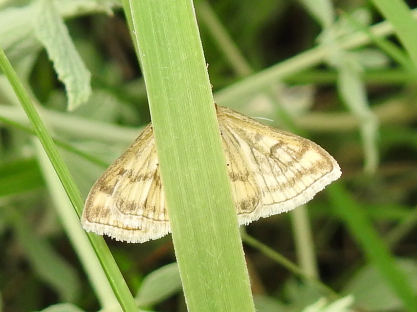 Sitochroa verticalis - világossárga dudvamoly