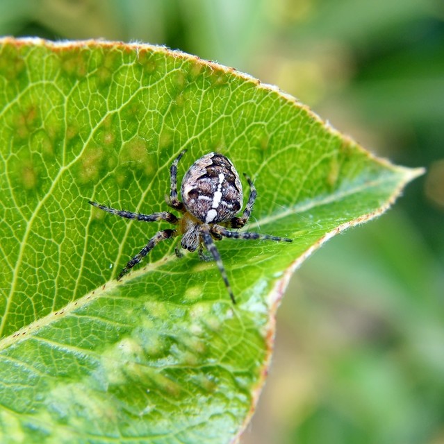 Araneus diadematus - koronás keresztespók