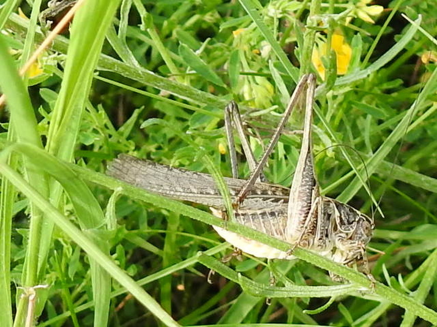 Platycleis affinis - púposhasú rétiszöcske