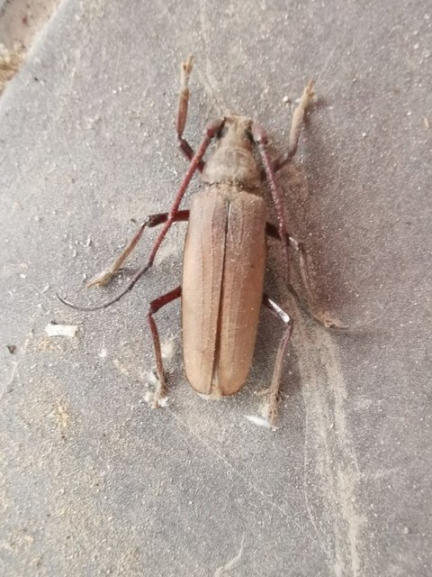 Aegosoma scabricorne - diófacincér