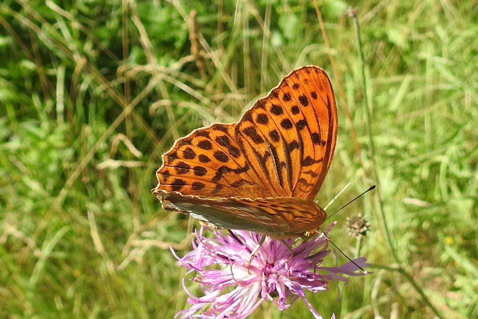 Argynnis paphia - nagy gyöngyházlepke