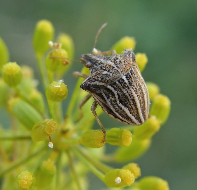 Ancyrosoma leucogrammes - vállas poloska