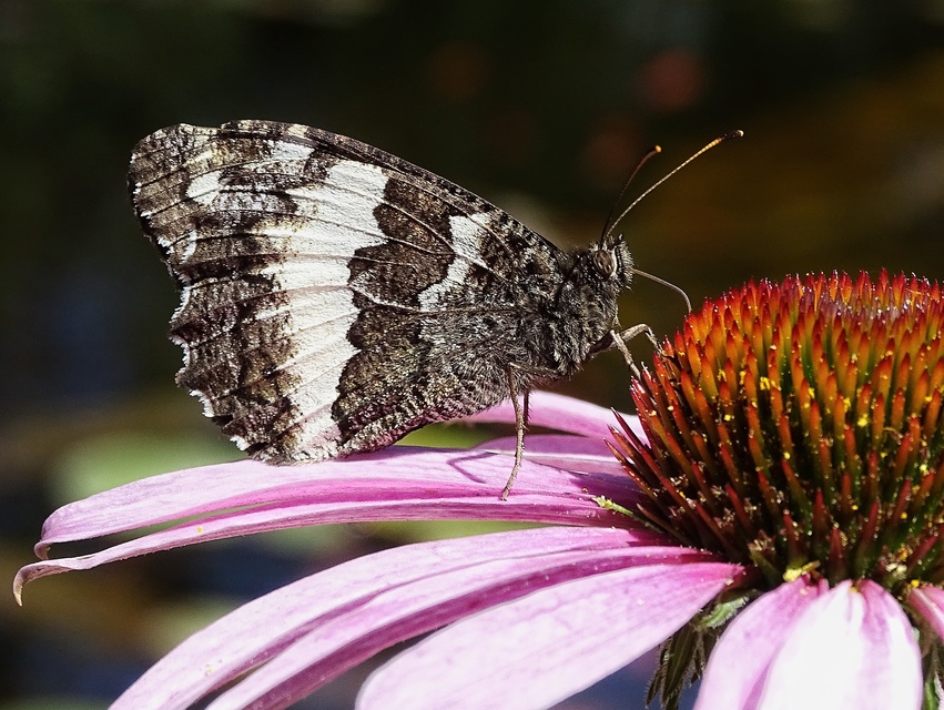 Brintesia circe - fehéröves szemeslepke