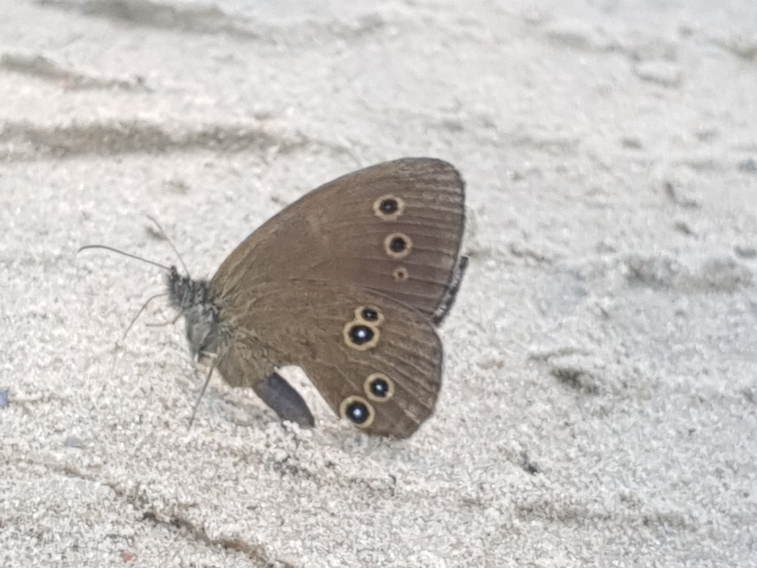 Aphantopus hyperanthus - közönséges ökörszemlepke