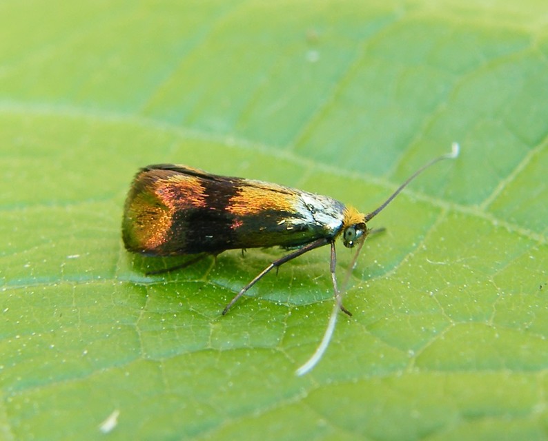 Nemophora