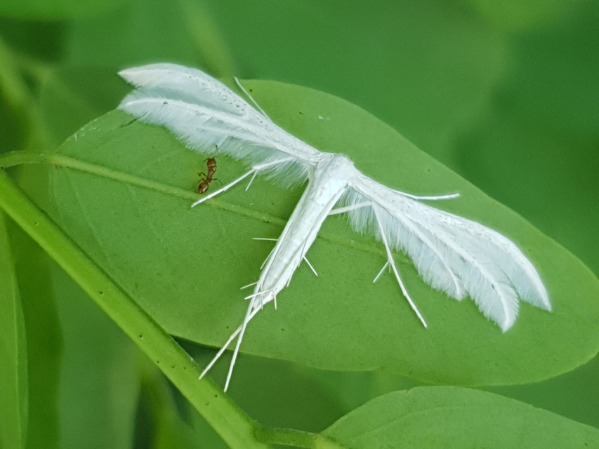 Pterophorus pentadactyla - fehér tollasmoly