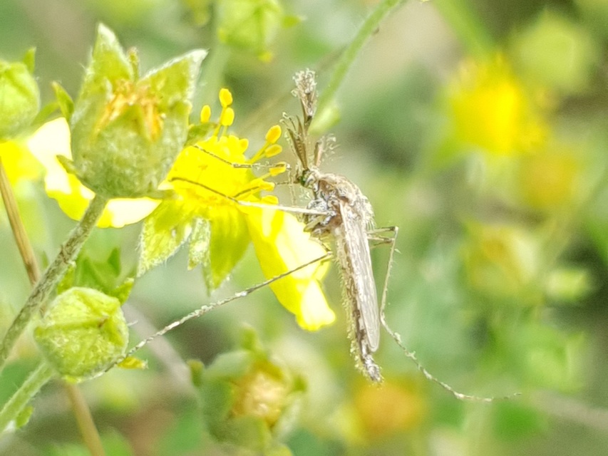Culicidae - csípőszúnyogok