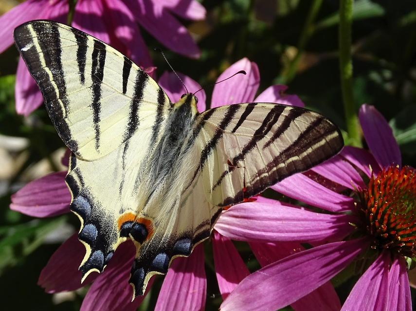 Iphiclides podalirius - kardoslepke