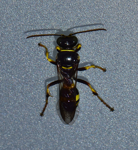 Gorytes