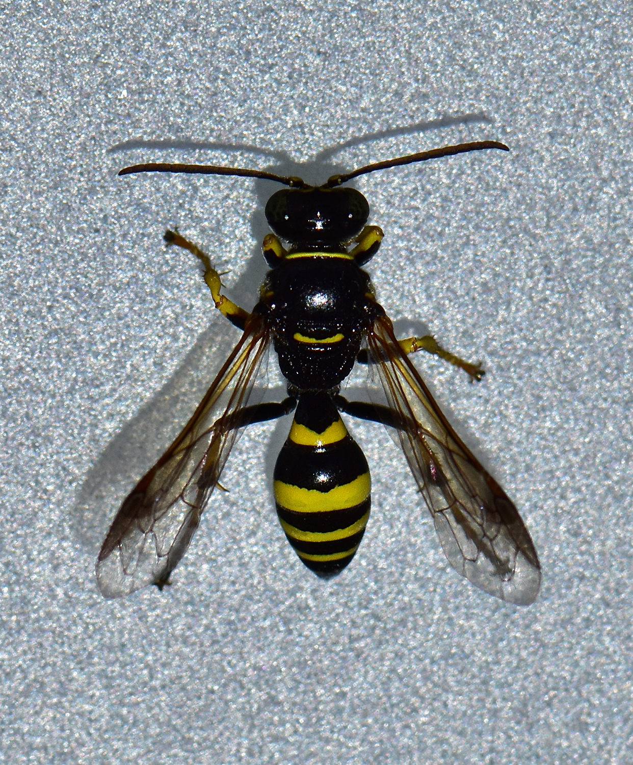 Gorytes