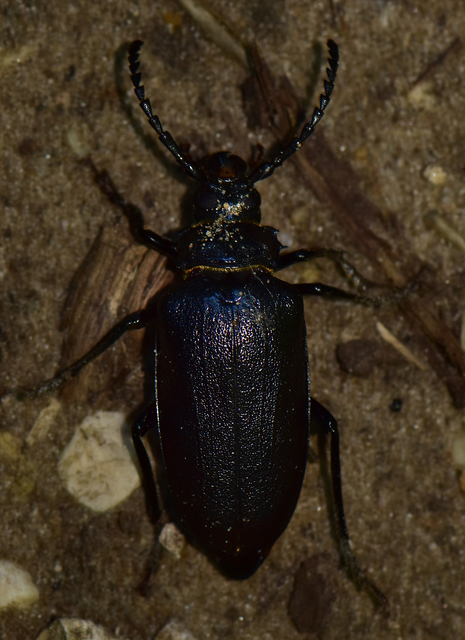 Prionus coriarius - csőszcincér